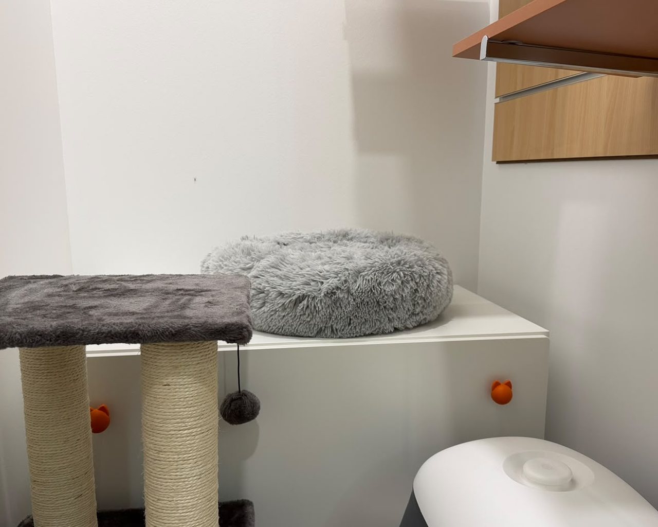 Interior de uma suite do Hotel de Gatos Ani-Vet, com cama macia, arranhador e prateleiras
