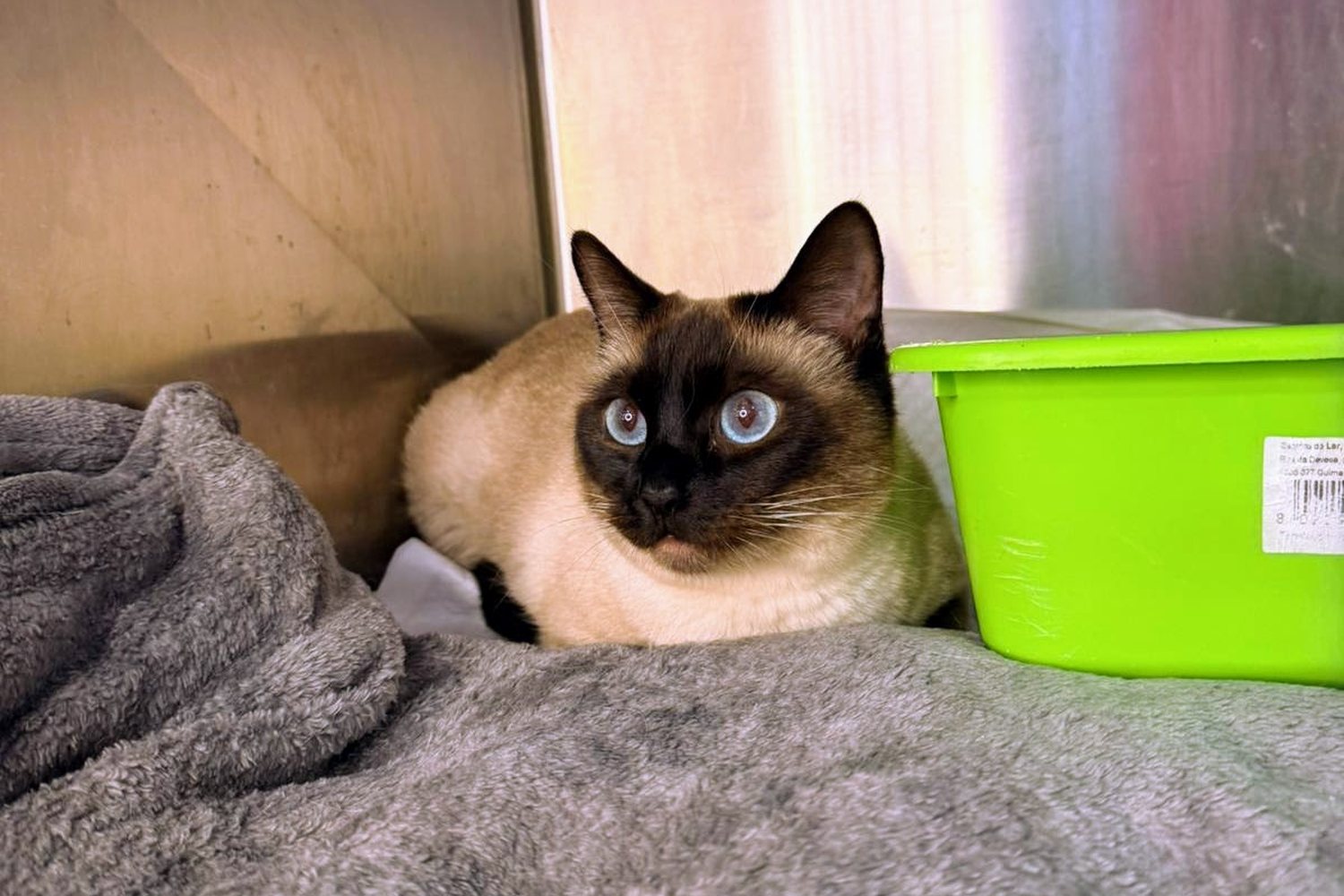 Gato siamês hospedado a descansar numa manta macia
